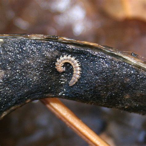 centipede larva|millipede larvae pictures.